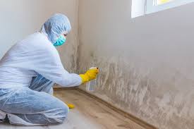 Professional Mold Inspection in New Knoxville, OH