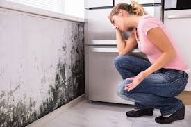 Why You Should Choose Our Mold Remediation Services in New Knoxville, OH